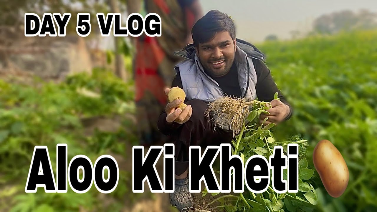 Day 5 | Gaon Ki Thandi Subah ❄️ | Aloo Ki Kheti 🥔 |