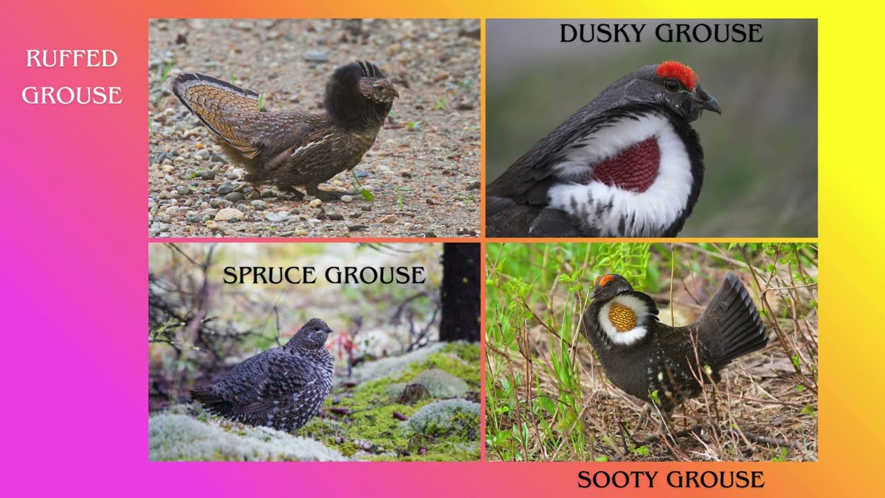 Sharp Tailed Grouse Greater Sage Grouse, Ruffed Grouse, Capercaillie & More