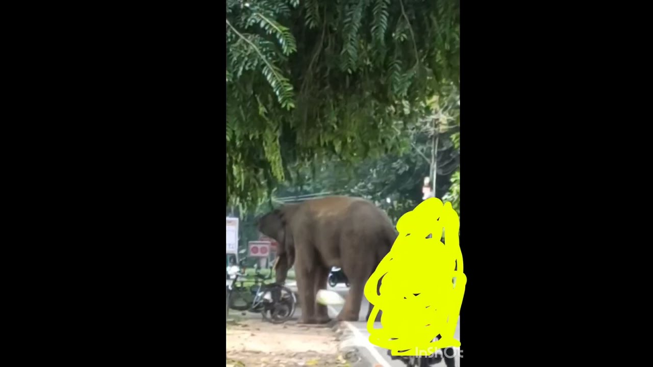 Elephant #elephantvlog #elephant #haati #hathi #hativideo #haati #hathi 