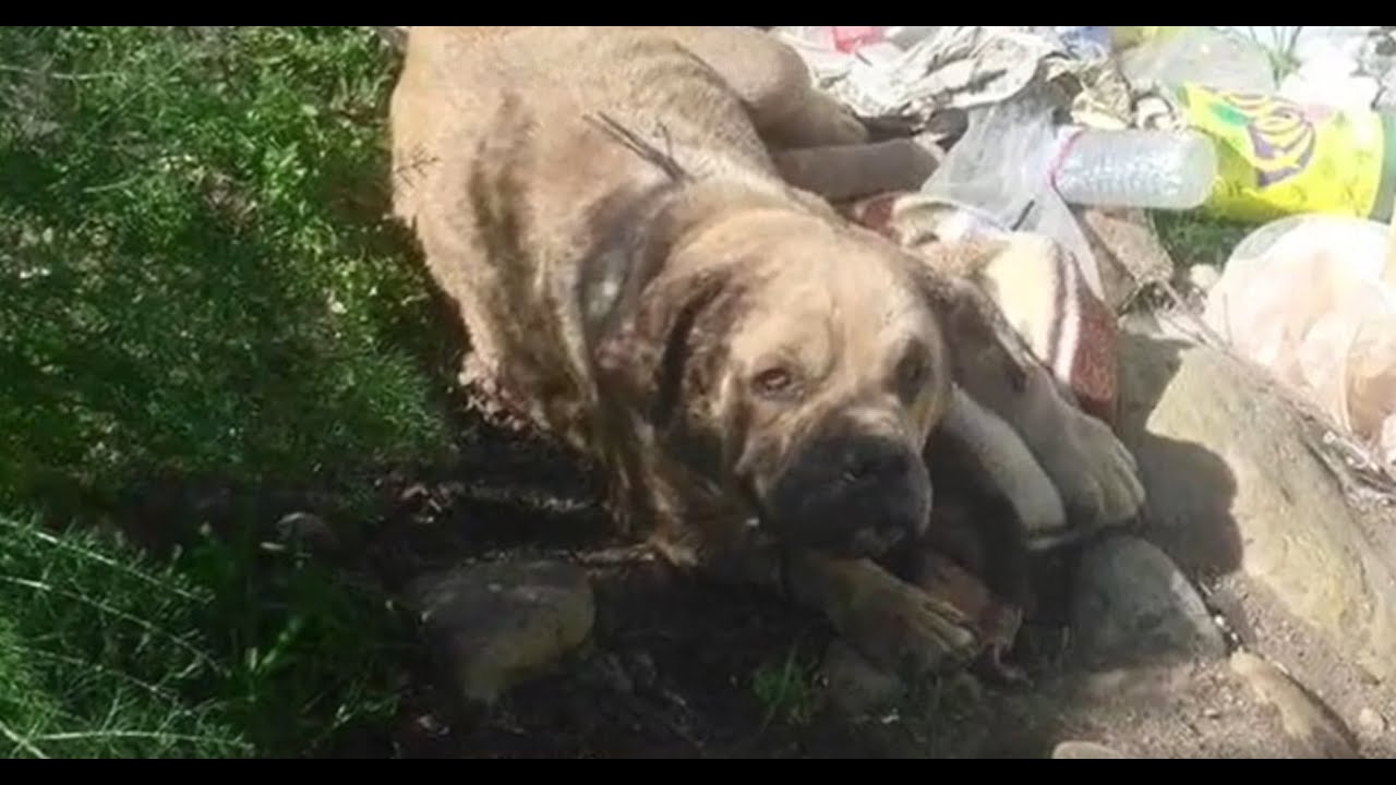 The rescuers' hair stood on end when they found out what this dog had to go through