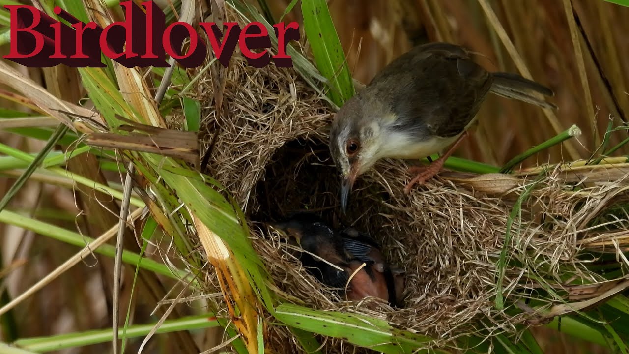 A mother's love is more beautiful than any fresh flower , mother bird take care her chicks
