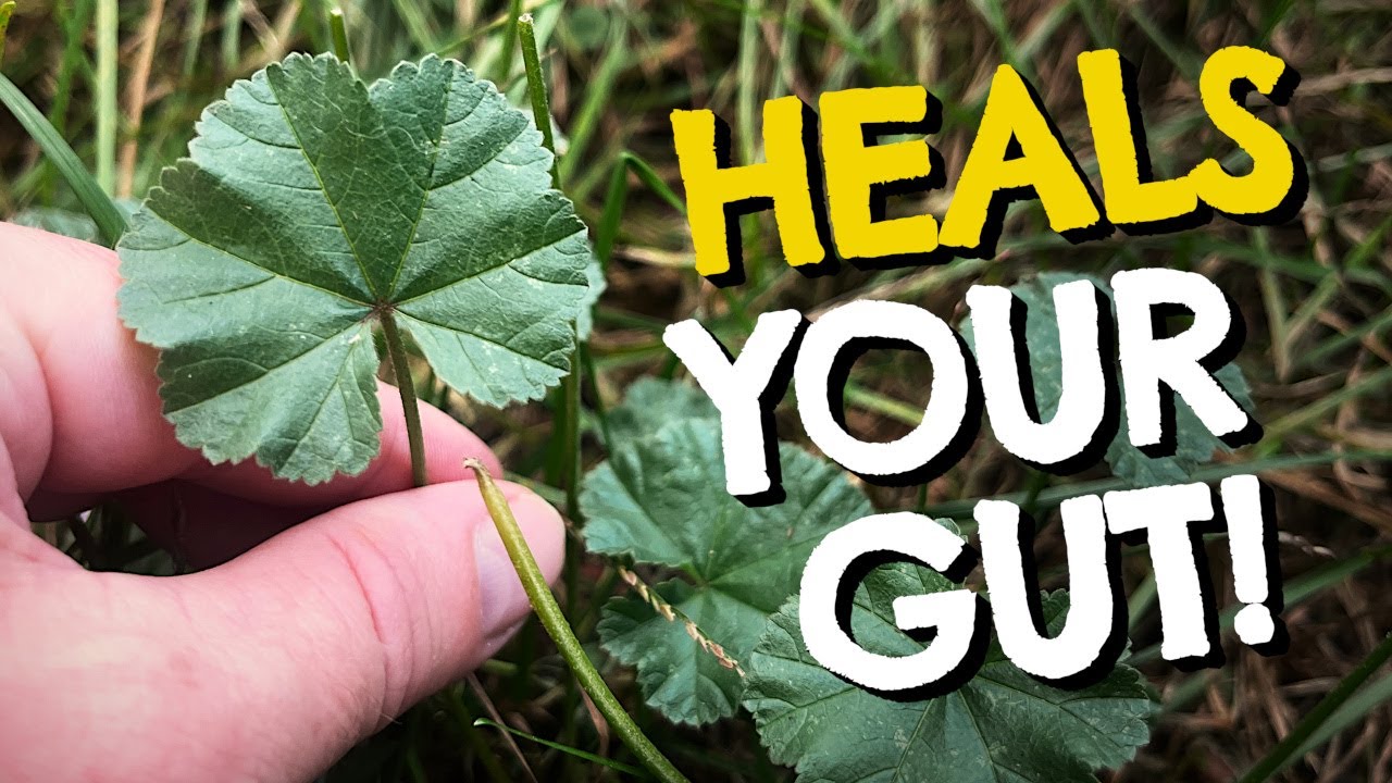 What is Common Mallow? Plant Identification, Benefits & Recipes for This Wild Edible Weed