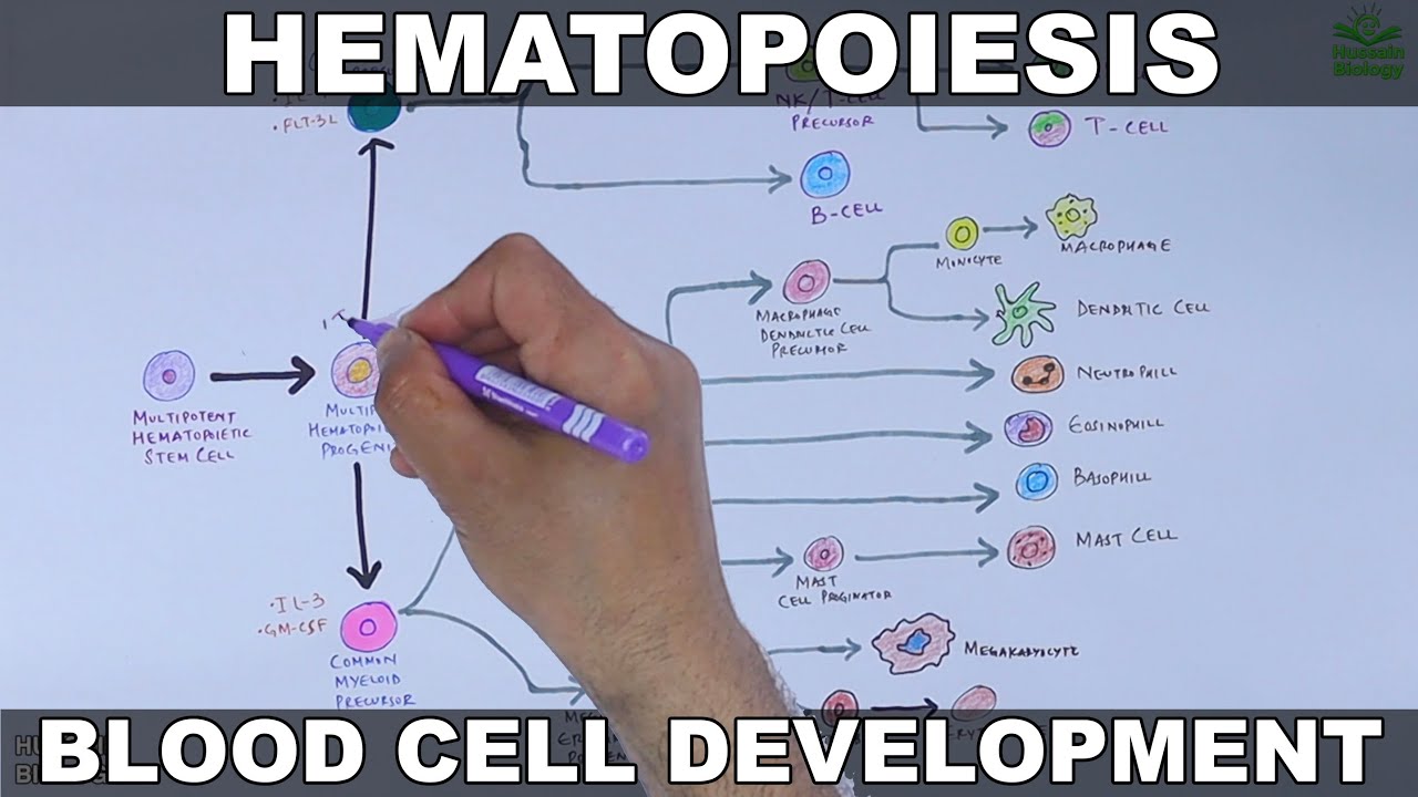 Hematopoiesis  | Blood Cell Formation