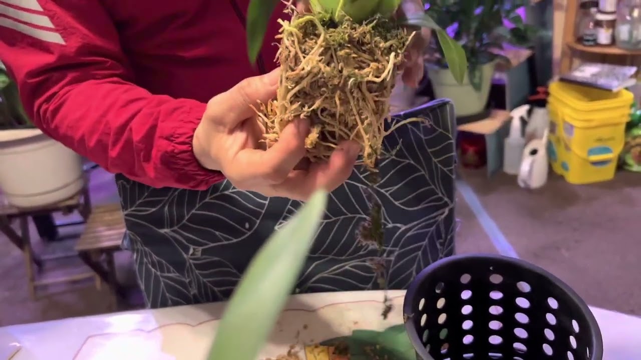Cuidados y transplante de una Orquídea Oncidium dentro de casa @jardinmagicodejoel5697