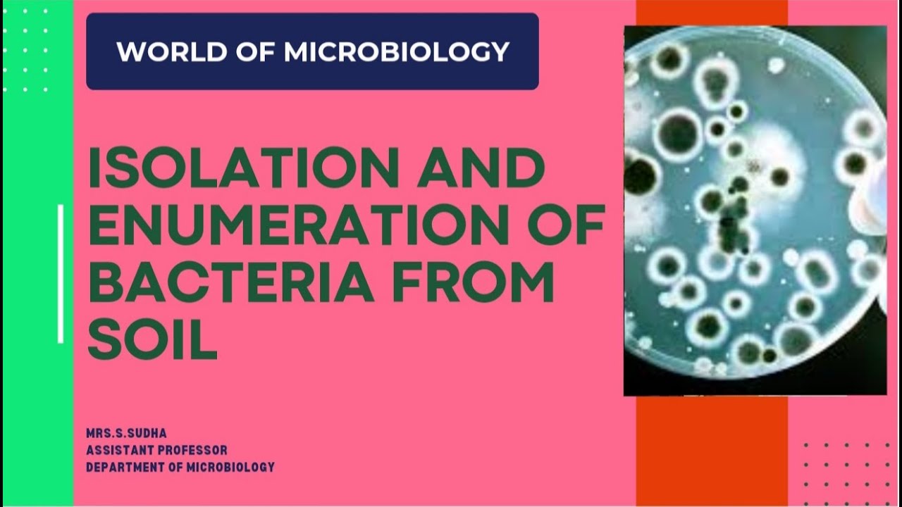 ISOLATION AND ENUMERATION OF BACTERIA FROM SOIL / MICROBIOLOGY  PRACTICAL