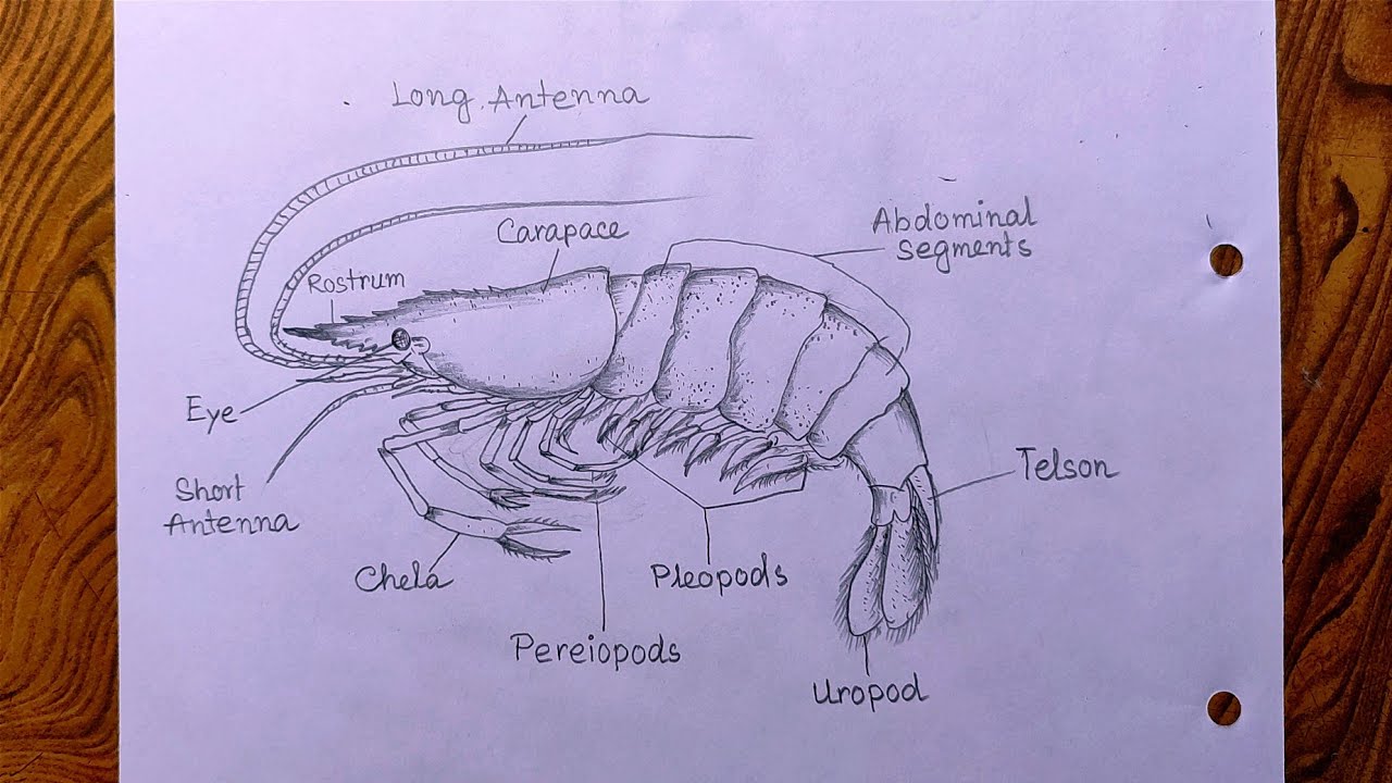 How to draw prawn diagram with label/ Prawn diagram drawing