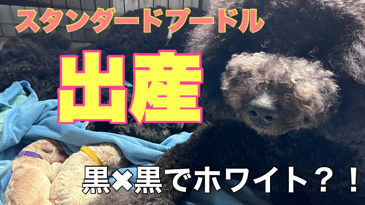 【北海道】スタンダードプードル出産しました！