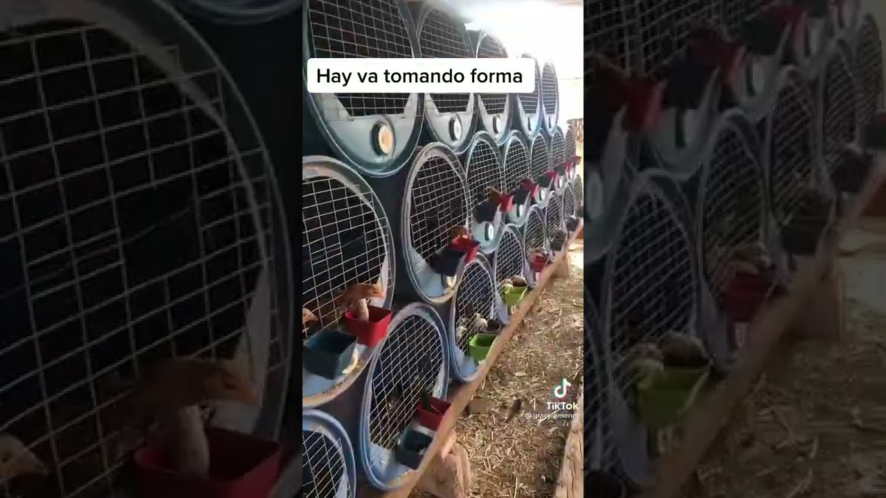 Idea de gallineros mi gente 🐔😱