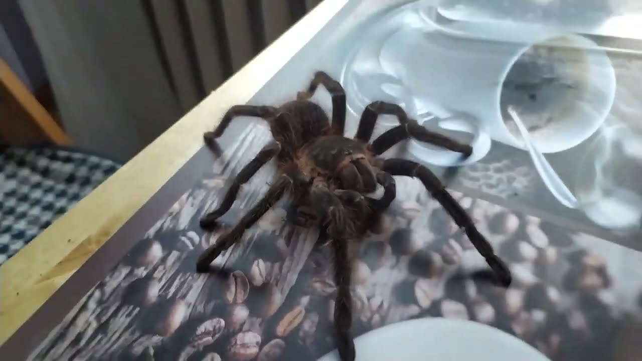 Lasiadora Parahybana (ptasznik olbrzymi) przekładanie,replace