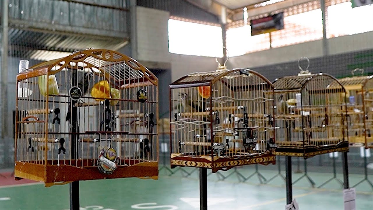 Torneio de Trinca Ferro 2025! Para ABRIR o CANTO de QUALQUER Trinca Ferro!!