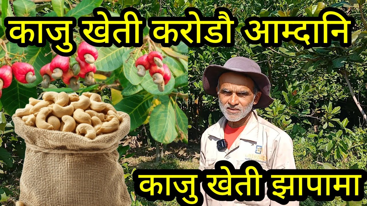 काजु खेती गरेर बार्सिक करोडौ आम्दानी, 50 बोट काजु ले करोड कमाउछ kashew nuts, jhapa kashew nuts