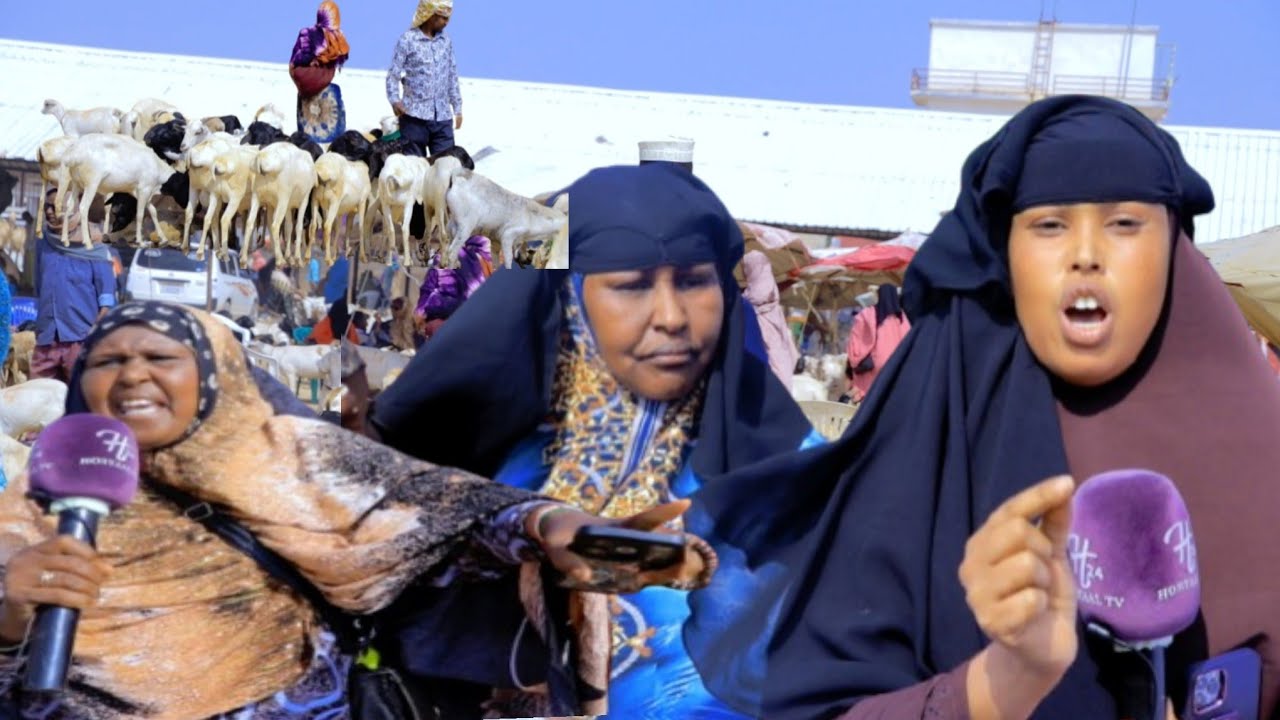 Dumarkii Sayladda Xoolaha Ee Hargeysa Ayaa Ka Qayliyay Raggii Sayladda Joogay Oo Xoolihii Fuulaya 