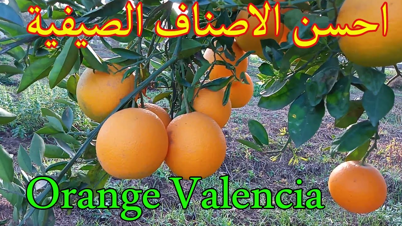 احسن اصناف البرتقال الصيفية التي ينصح بها لكل مزارع  اوهاوي مبتدئ /Orange Valencia.