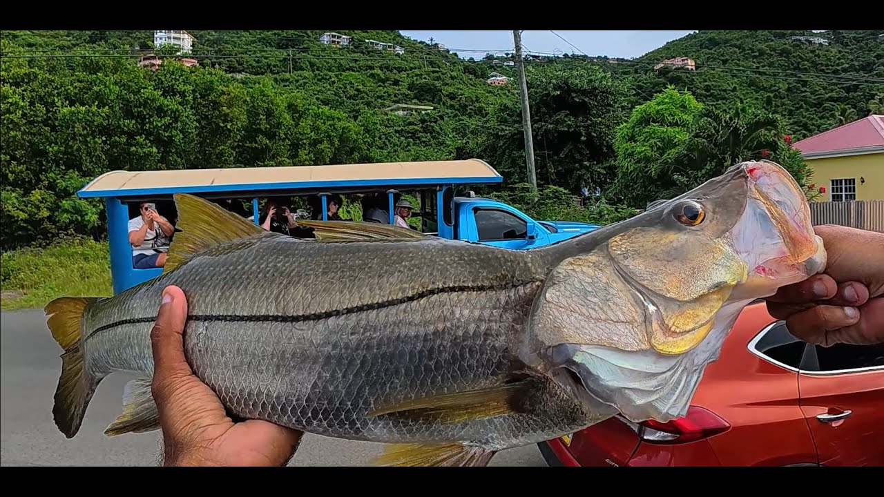 Huge snook lurking in the shallow! Giving tourists a show.