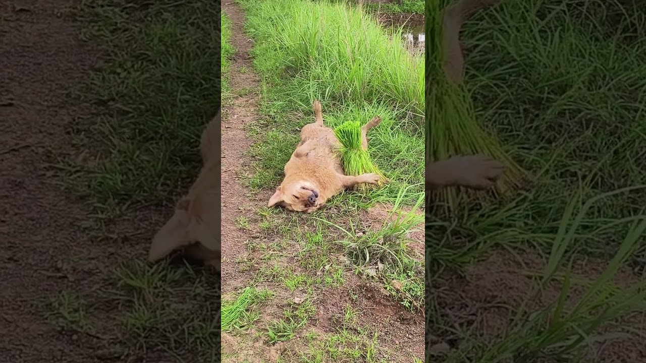 นอนทุกที่คือย้อย!😁🤣🤣#สัตว์โลกน่ารัก #funny #animals #labrador