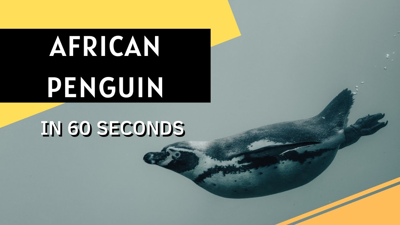 African Penguin FACTS in 60 Seconds 🐧 | a Unique and Fascinating Species of Penguin