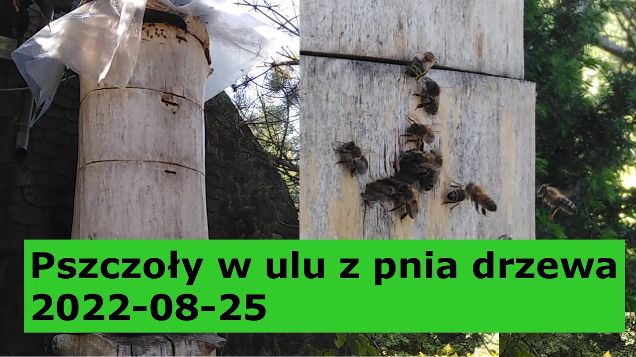 Pszczoły w ulu z pnia drzewa 2022-08-25