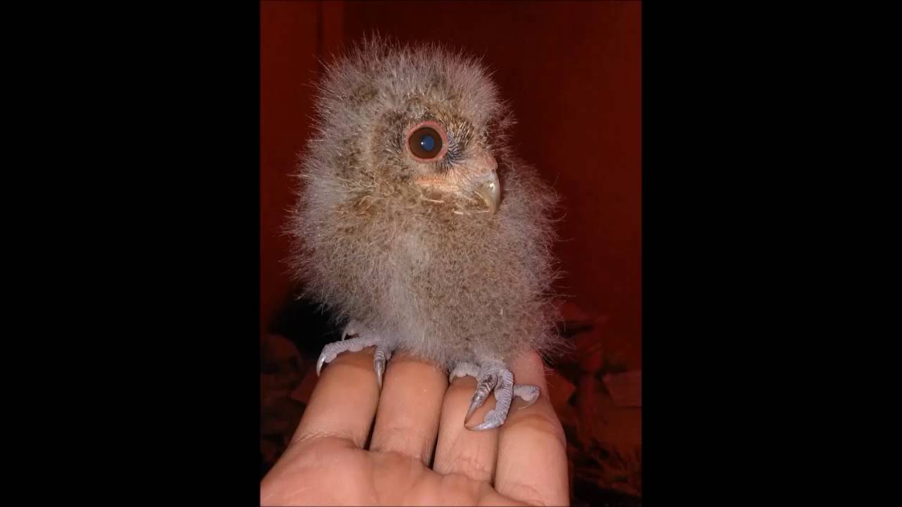 How to train your owl