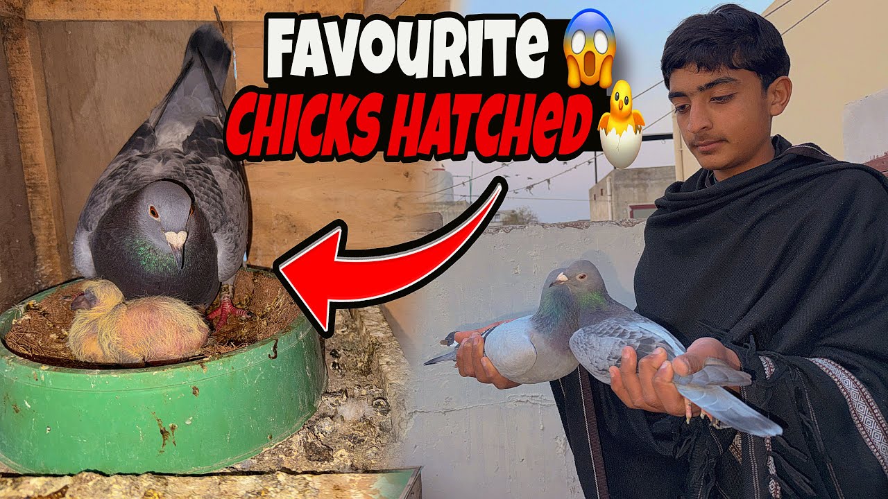FINALLY ‼️ Chicks Hatch 🐣 Hogye👈Foster Pair Ly Ayen???  | Just Huzaifa Khan | 