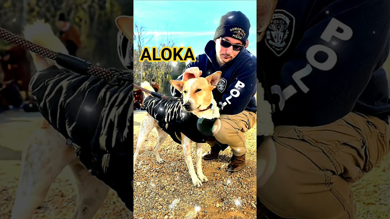 We Love ALOKA | Walk for Peace 🙏 #walkforpeace #buddhistmonks #aloka #foryou #usa #animals #dog