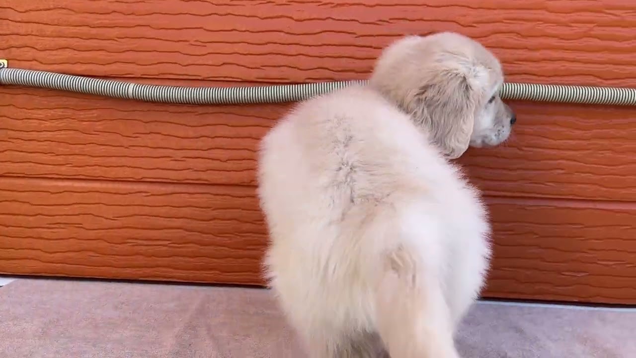 あやねの子犬17番君　2026 3 14撮影