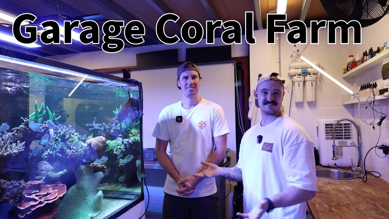 He built a coral farm in his garage! Chris from East Coast Corals shows us his Aquariums.