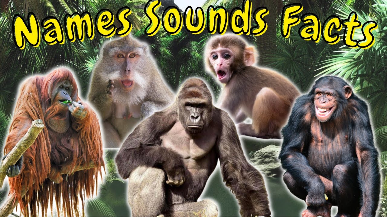 Learning all about primates for kids! | Chimpanzee, Macaque, Orangutan, Baboon and Gorilla!
