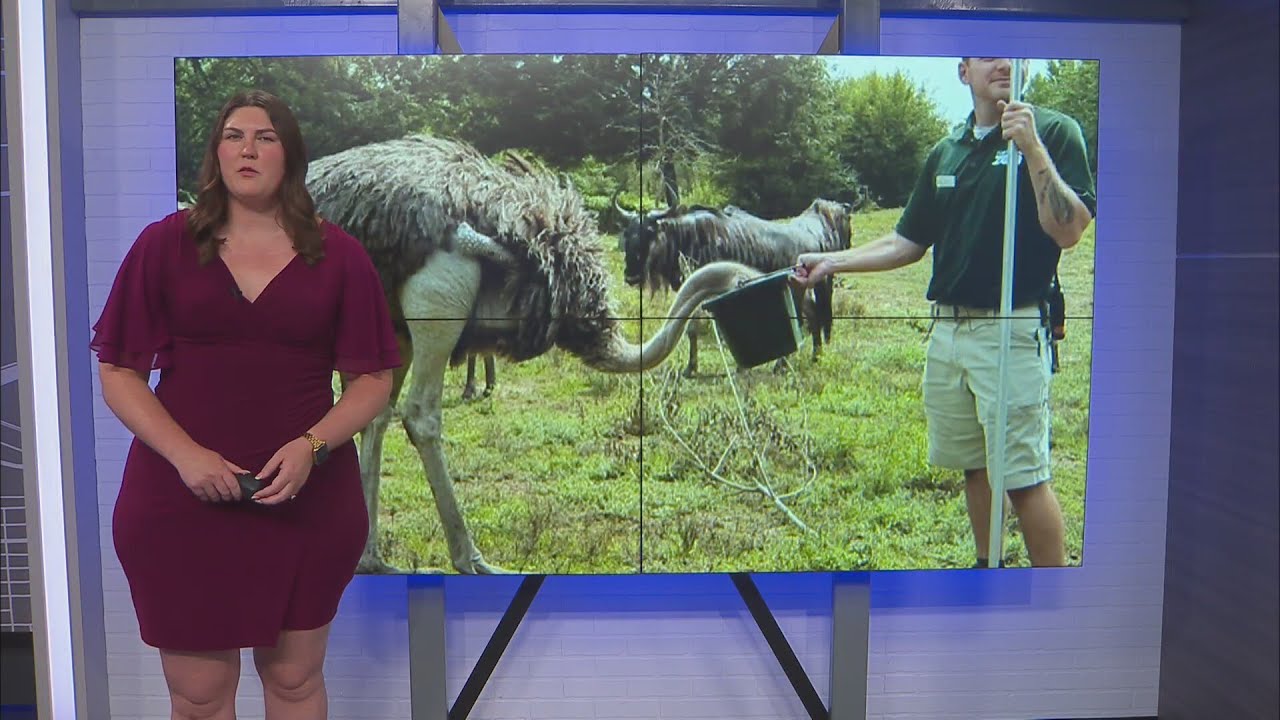 Curious ostrich at Fort Wayne Zoo recovers from amputation WANE 15 at 6