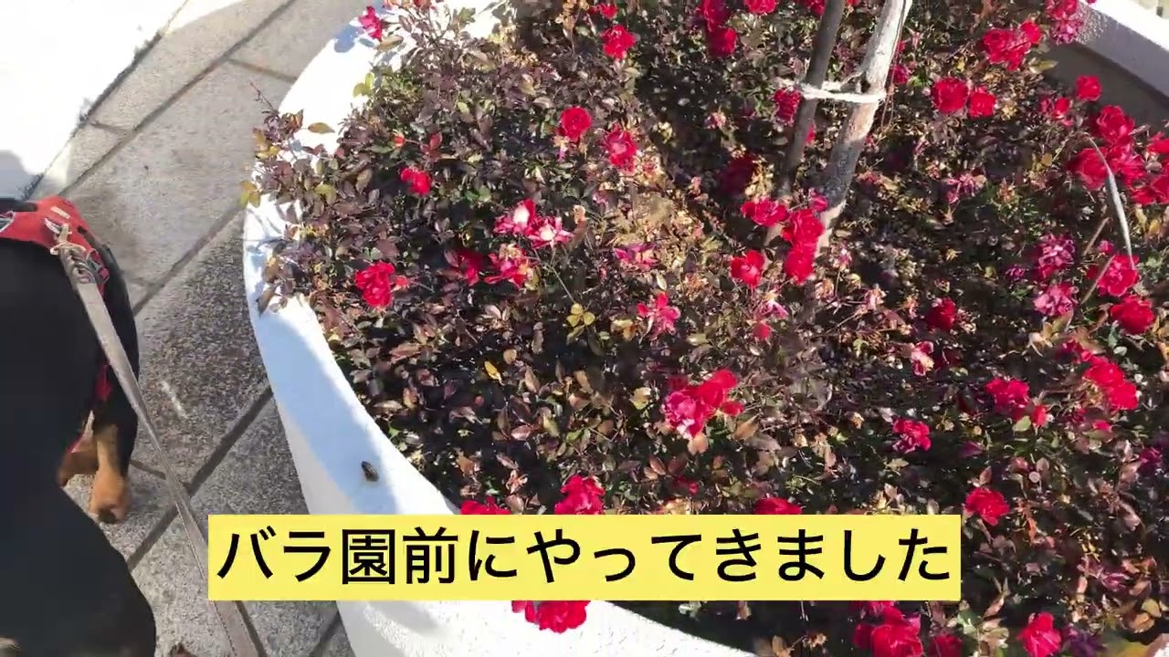 【堺市の浜寺公園へ】SOWとママのおでかけ#お散歩#犬とおでかけ 