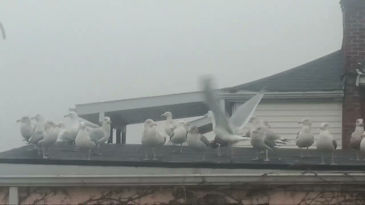 BIG FLOCK AFTER SHOW FLURRY
