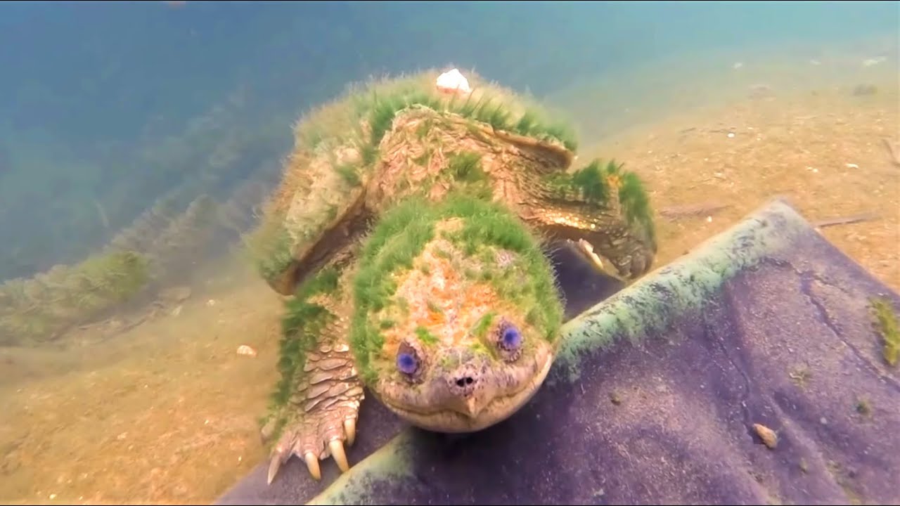 Top 10 Longest Living Animals in the World