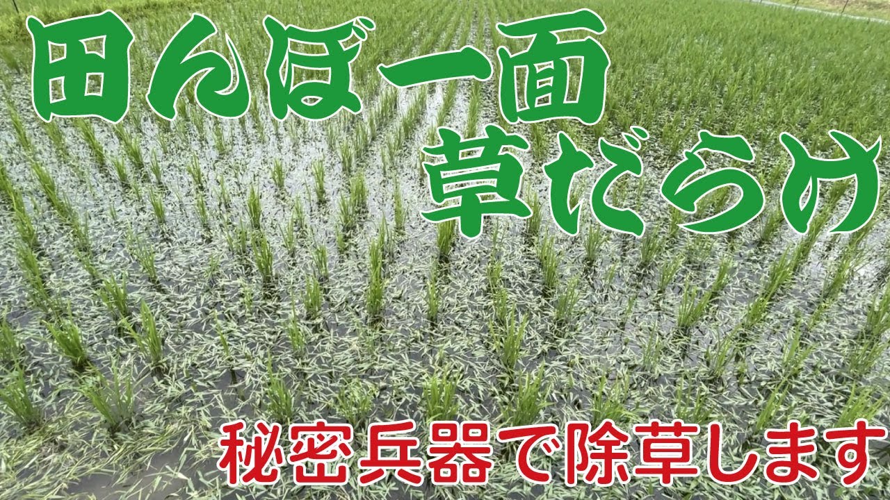 【水田雑草】田んぼ一面草だらけになったので秘密兵器で除草します【コナギ】
