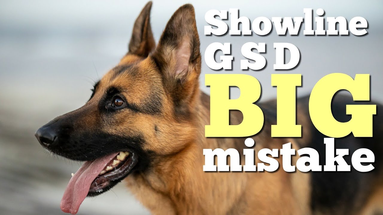 5 things to know before getting a West German Show line German Shepherd