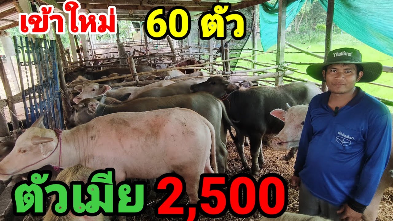 7 ก.ย.68 คอกท้าวเงาะ ควายน้อยเข้าใหม่ 60 ตัว เริ่มต้น ตัวเมีย 2500  สำหรับคนทุนน้อย 