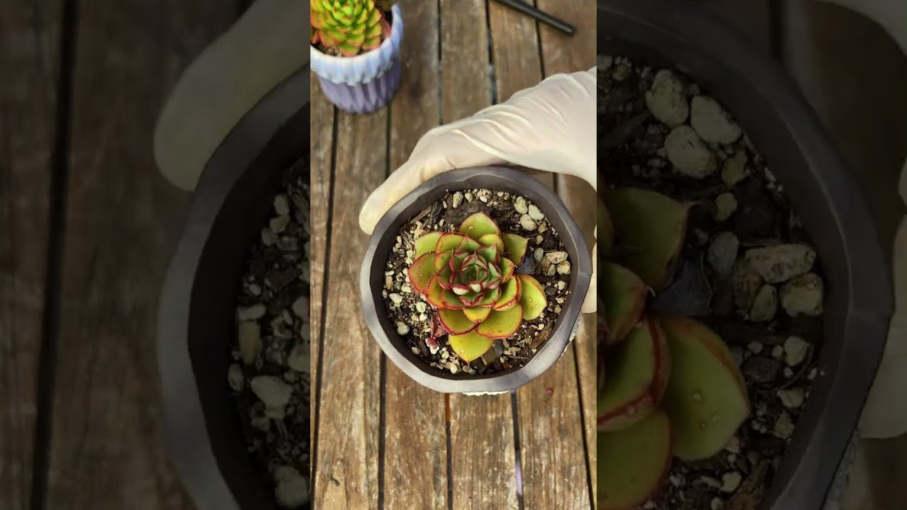 Let’s repot cute succulents- Thay chậu sen đá #succulent #senda #plants 