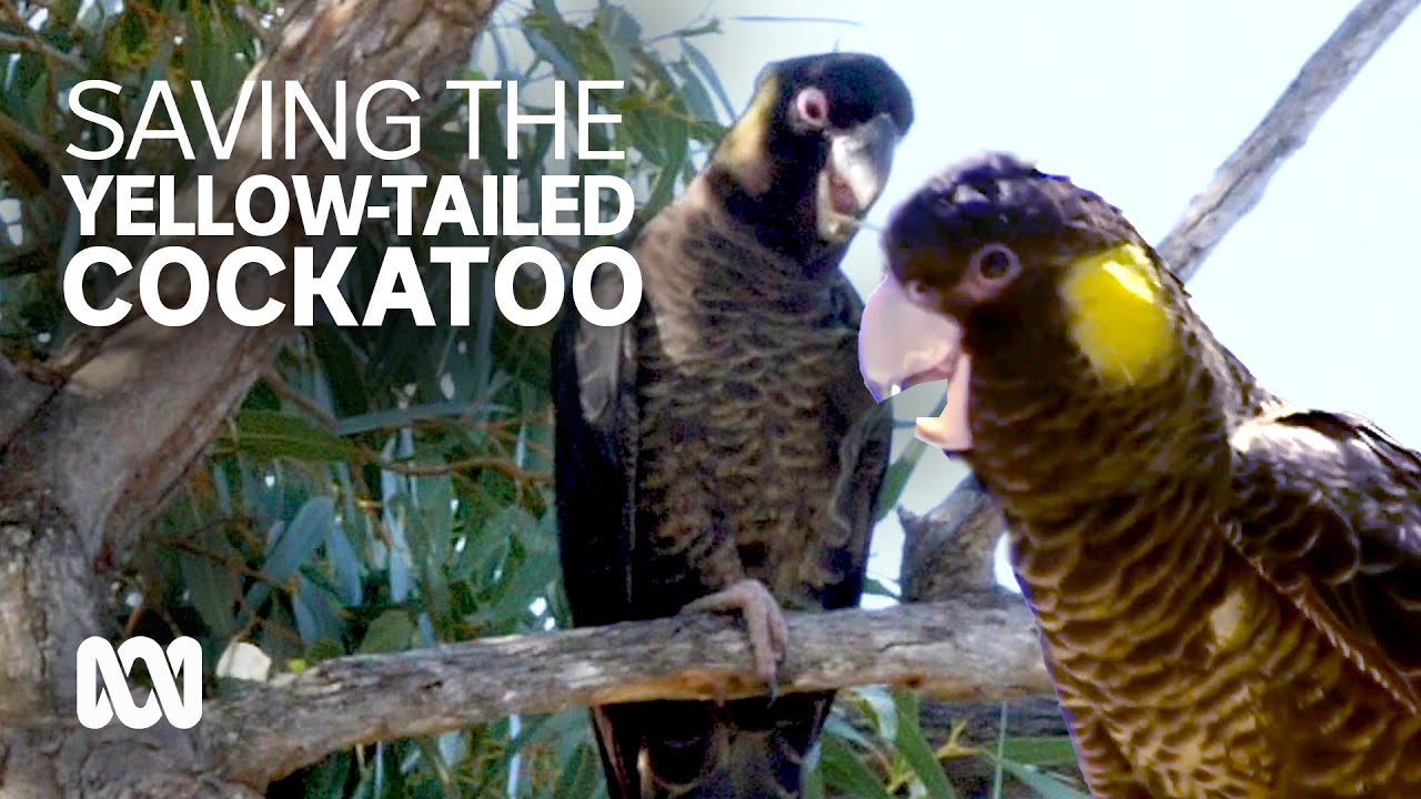 The last Yellow-tailed Black Cockatoos on South Australia's Eyre Peninsula | ABC Australia