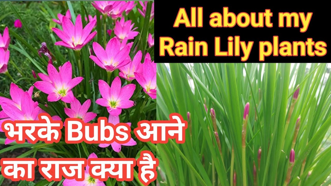 All about my Rain Lily blooming // Rain Lily Flower Plants // Rain Lily care // Rain Lily Flower