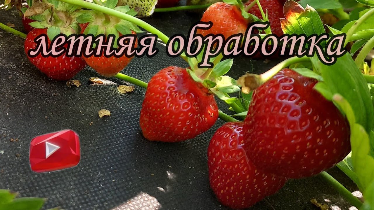 Летняя обработка клубники после сбора ягод.