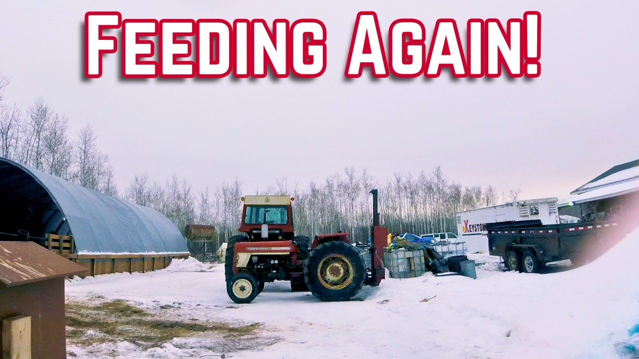 Feeding the Animals on a Beautiful Winter Morning