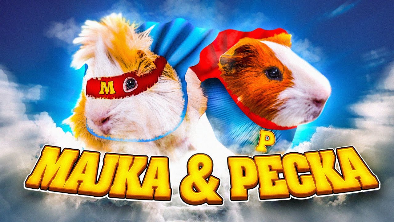 Co mówią: ŚWINKI MORSKIE