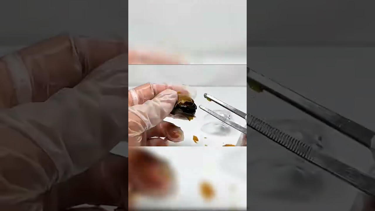 Watch what happens👀#animals #youtubeshorts #shortsfeed