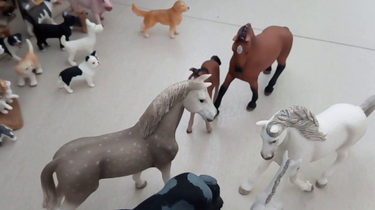Pferd ab in deine Box        Abo special