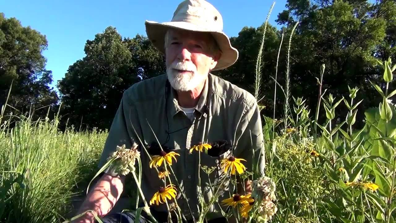 June Wildflowers at Wolf Road Prairie: Brown-eyed Susans and Prairie Sundrops