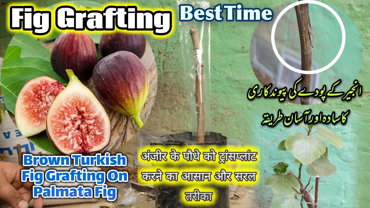 Simple And Easy Fig Grafting Technique| Fig Grafting K Liye Best Time | Mr Planter