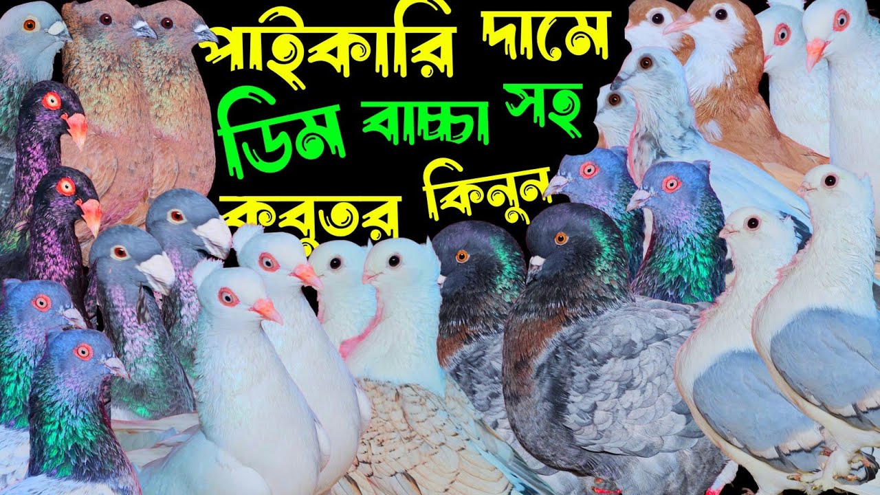 পাইকারি দামে ডিম বাচ্চা সহ ফেন্সী,হাইফ্লায়ার গিরিবাজ কবুতর কিনুন | বাকবাকুম পায়রা | Pigeon |