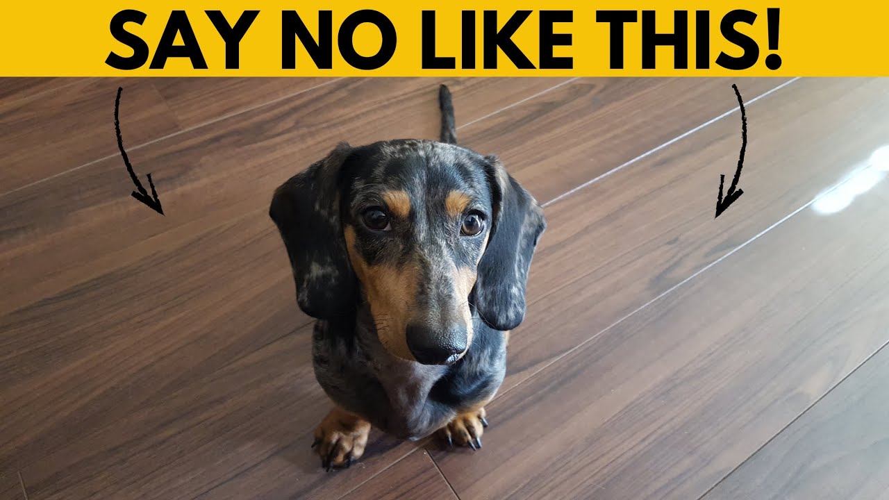 This is how to make your Dachshund obey the first time!