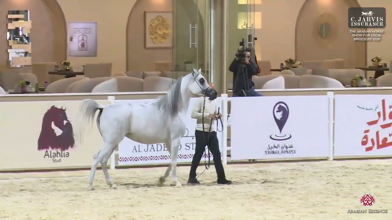 N.122 HAIFA - The Arabian Horse Show For Local Breeders 2026 - Mares 4