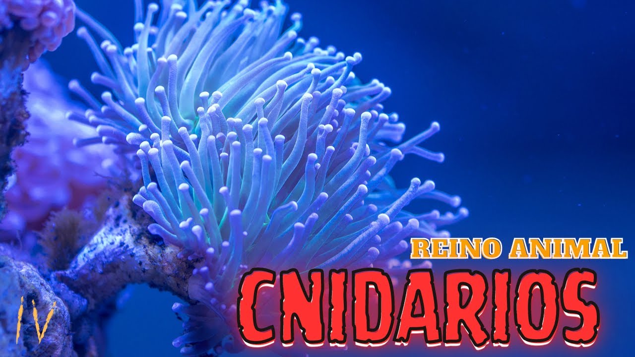 REINO ANIMAL - CNIDARIOS
