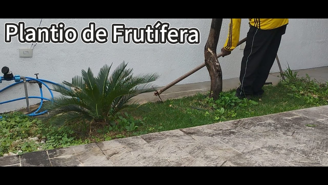 Plantio de Frutífera, Veja como ficou