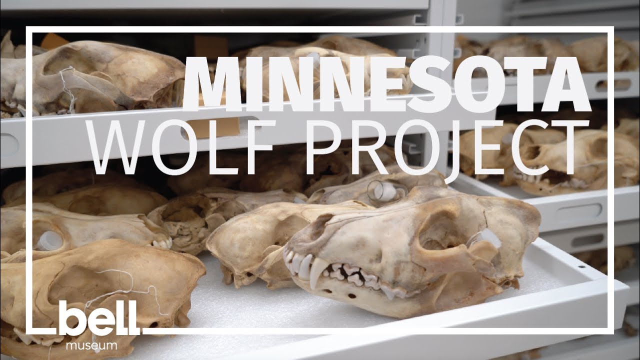 Wolf Skull Prep 101